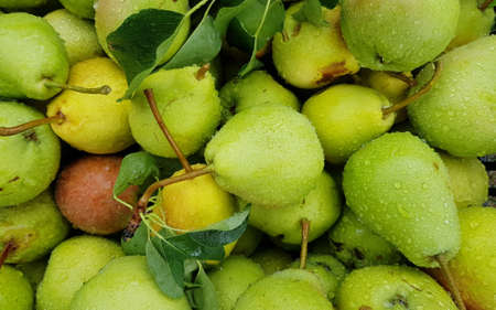 a lot of ripe pears closeup as background. place for text