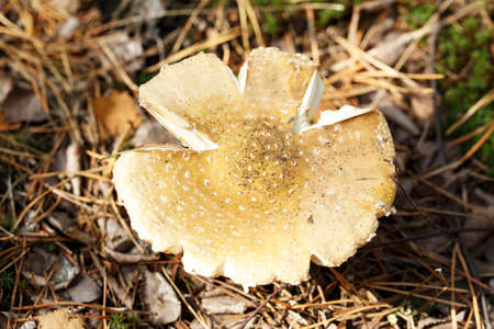 Poisonous mushroom with a flat cap grows in the woods under the needles