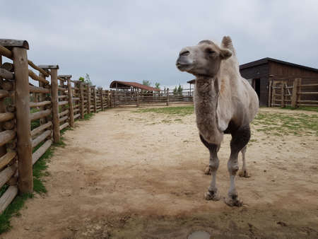 adult well-groomed camel at the zoo behind the fenceの写真素材