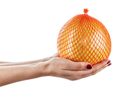 a large citrus fruit. a pomelo in a grid hold in a hand, isolated on a white background.