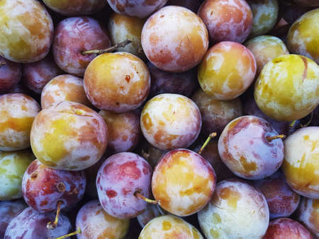 Many ripe plums. Horizontal background.の写真素材