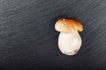 small mushroom boletus on a black background. view from above. place for textの写真素材