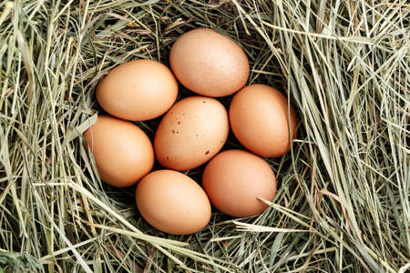 raw chicken eggs in the straw. close-up.