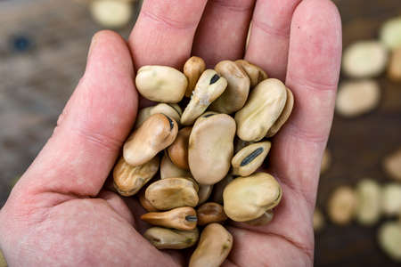 dry beans in hand on wooden background. space for text