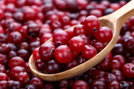fresh cranberries scattered as background. close-up. space for textの写真素材