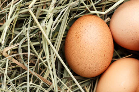 fresh farm chicken eggs in the straw closeup. space for text