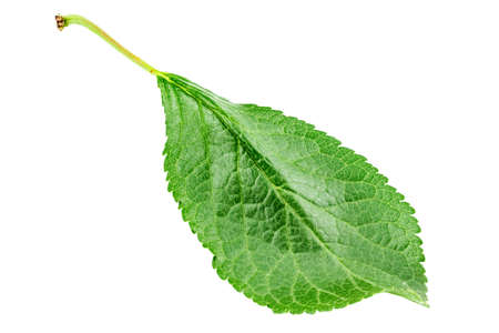 One fresh leaf of plum isolated on white background.の写真素材