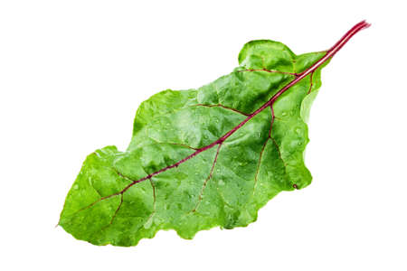 fresh beet leaf isolated on white background.の写真素材