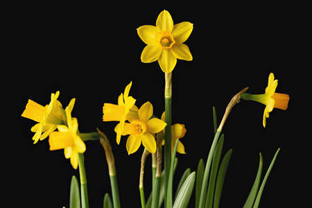 Fresh yellow flowers of narcissus, bouquet on black background. first spring flowers