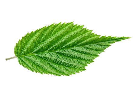 Green leaf of raspberry solated on white background.の写真素材