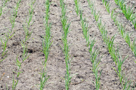 young organic onion beds grow in rows in the garden on the farm