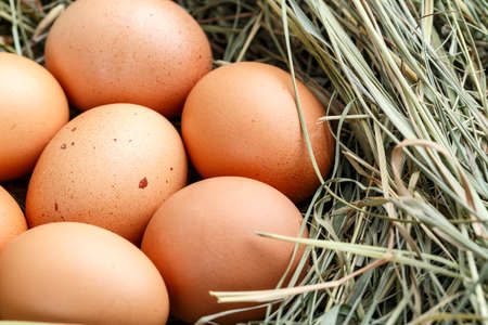 The lifestyle of the farm in the countryside, fresh eggs from the farm in the countryside