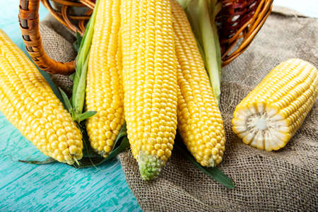 sweet corn harvest on sackcloth, cabbages spilled out of the basket