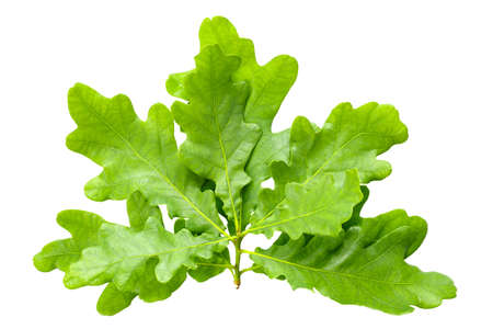Fresh green oak leaves isolated on a white background. file contains clipping pathの写真素材