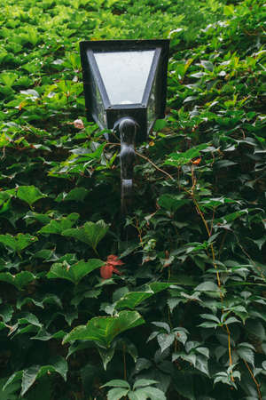 Antique forged lantern in ivy. antique palace exterior
の写真素材