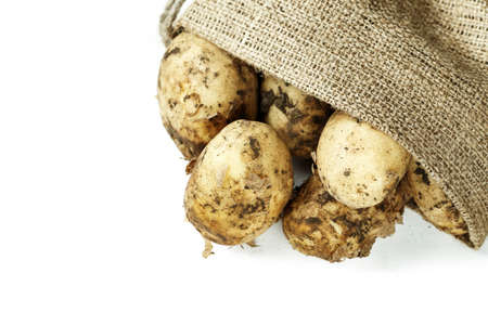 young potatoes with the remains of soil on a peel in burlap. heap isolated on a white background. spate for text
の写真素材