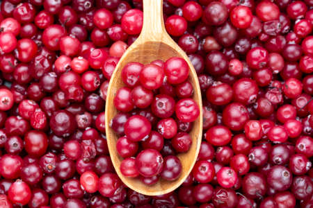 closeup raw cranberries in a wooden spoon and sprinkled as a background. place for text
の写真素材