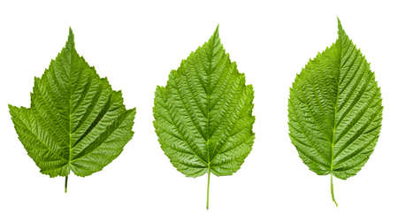 Raspberry leaves isolated on white backgroundの写真素材