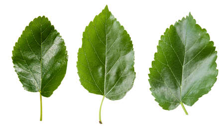 green leaves of mulberry isolated on white background, well visible leaf textureの写真素材