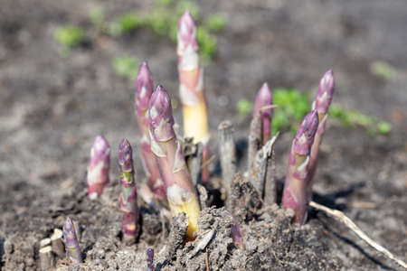 young organic asparagus grows in a vegetable garden. useful and expensive farm productの写真素材