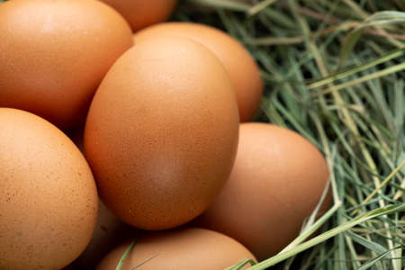 The lifestyle of the farm in the countryside, fresh eggs from the farm in the countryside
