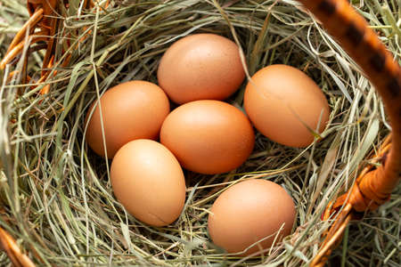 Chicken eggs in a basket with hay. Agriculture concept