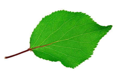 Apricot leaf isolated on a white background.