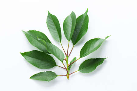Cherry branch with the green leaves, isolated on white background.の写真素材