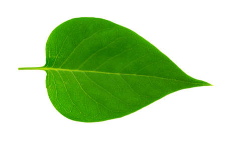 Green lilac leaf on white background.
