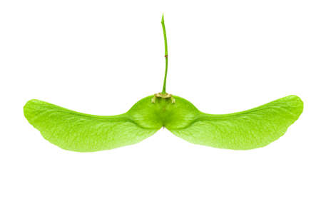 Closeup of sycamore seeds isolated on a white background. Detail for design. Macro. File contains clip path.の写真素材
