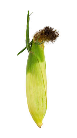 Sweet corn with husk isolated on a white background.