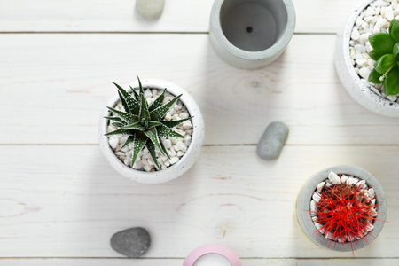 Collection of various cactus and succulent plants in different pots on a white wooden table. Potted...