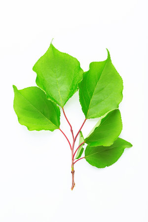Twig with leaves of apricots. Isolated on a white background.の写真素材