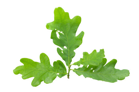 Sprig of green oak leaves isolated on white background. File contains clipping path