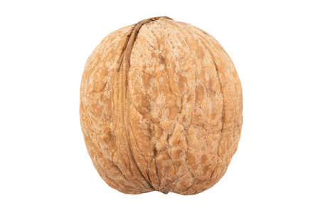 Walnut in shell. Isolated on white background. File contains clipping pathの写真素材