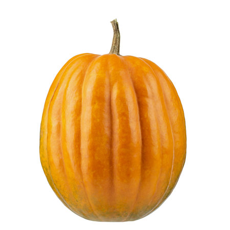 Pumpkin isolated on white background. Pumpkin for Halloween.の写真素材