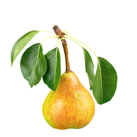 Fresh pear with leaf, Isolated on white background. Organic fresh pear isolated on white.の写真素材