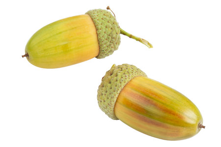 Green acorn isolated on a white background.の写真素材