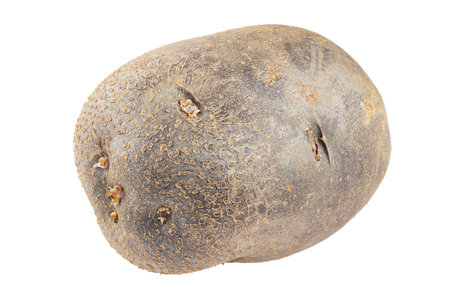 One raw potato, unpeeled. isolated on a white background.の写真素材