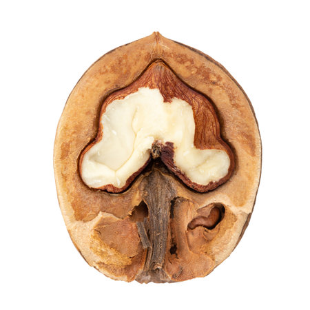 Half walnut isolated on a white background. File contains clipping path.の写真素材