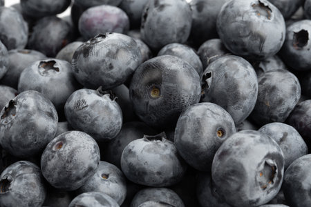 Lots of blueberries close up. Useful berries to strengthen immunity, food for a raw food dietの写真素材
