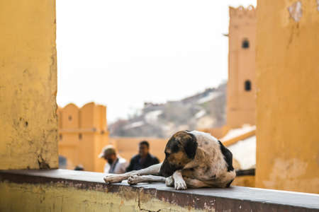 The dog lies on the wall. Pictures of India. Amer Fort. Indiaの写真素材