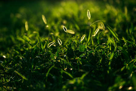 Lawn grass in the sunlight. Close-up. Morning dew. Fresh green grass lawn in sunlight, landscaping in the garden, beauty of summer seasonの写真素材