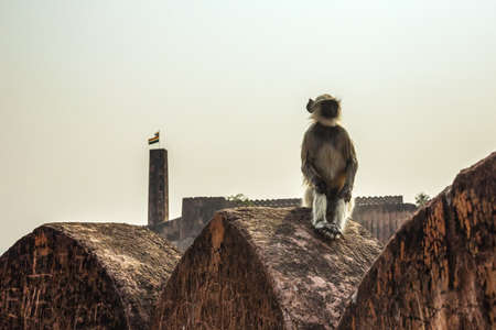 Monkey Langur sits on the edge of the fortress wall. Langurs of Hanuman are revered and protected by Indians as sacred animals. Amer Fort. Indiaの写真素材