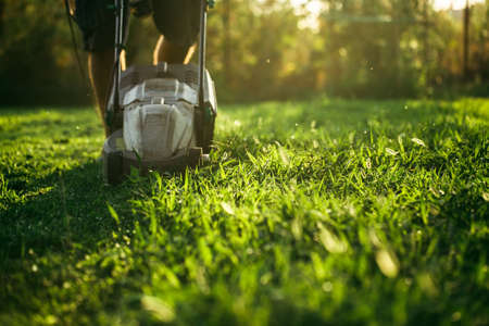 Lawn mower cutting green grass in backyard. Summer and spring season gardening background