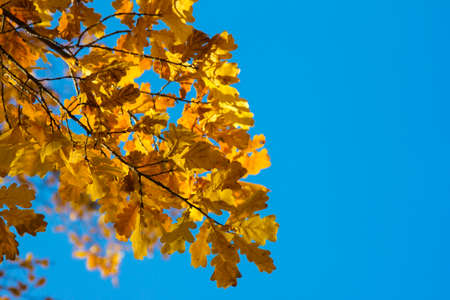 Branch of an oak tree with yellowed leaves against a blue sky background. Mood of autumnの写真素材