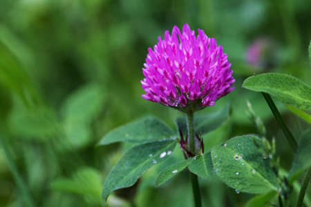 Clover flower on a background of green grass in natural conditions. Close-up