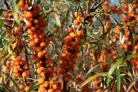 Branches with ripe sea buckthorn berries. Berries are rich in vitaminsの写真素材