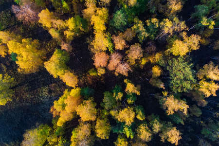 Autumn forest. Mixed forest. View from above. Aerial photography. Yellow and green treesの写真素材