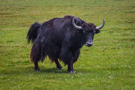 Yak Central Asia. The domestic yak is a long-haired domesticated bovid. It is descended from the wild yak. Kyrgyzstanの写真素材